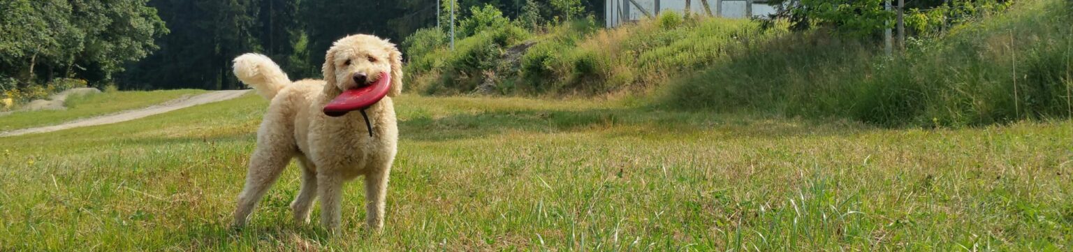 Hund Hahnenklee Harz Ferien Urlaub